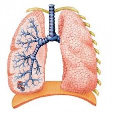 Bệnh lao phổi - Video