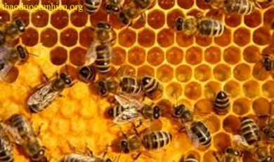 Ong và mật ong
