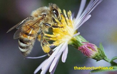Phấn ong, một thảo dược tự nhiên quý báu