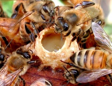 Sữa ong chúa đối với sức khỏe và sắc đẹp