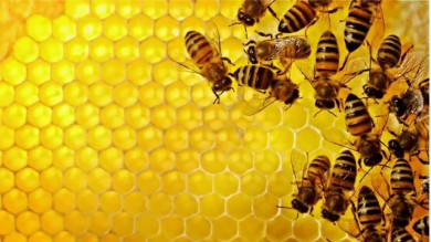 Uống mật ong với nước ấm vào buổi sáng